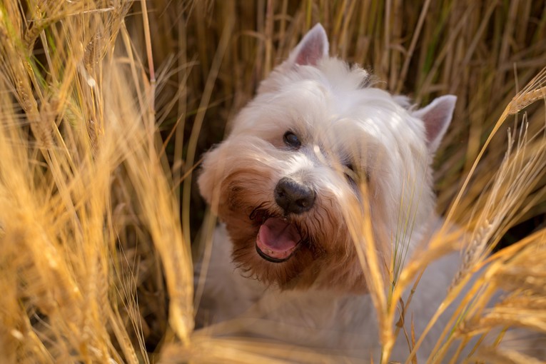 Veterinari upozoravaju: Ova trava može biti smrtonosna za pse
