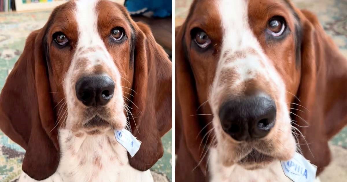 Preslatki baset uhvaćen u "krađi", video je nasmijao korisnike društvenih mreža