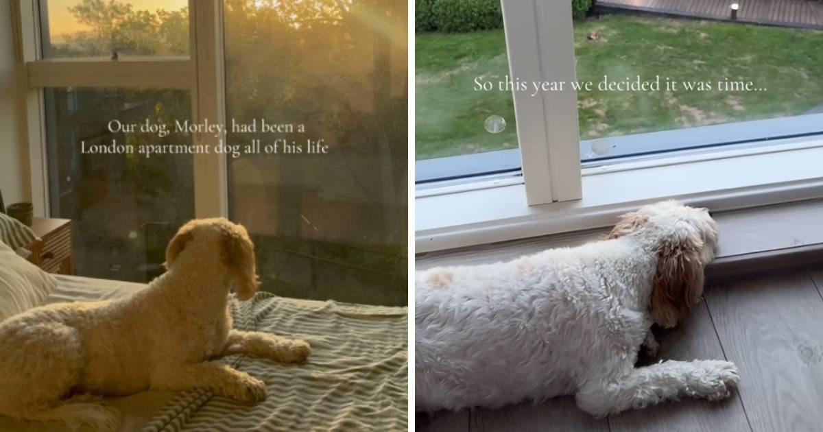 Pas je u stanu tužno gledao kroz prozor. Vlasnici donijeli veliku odluku