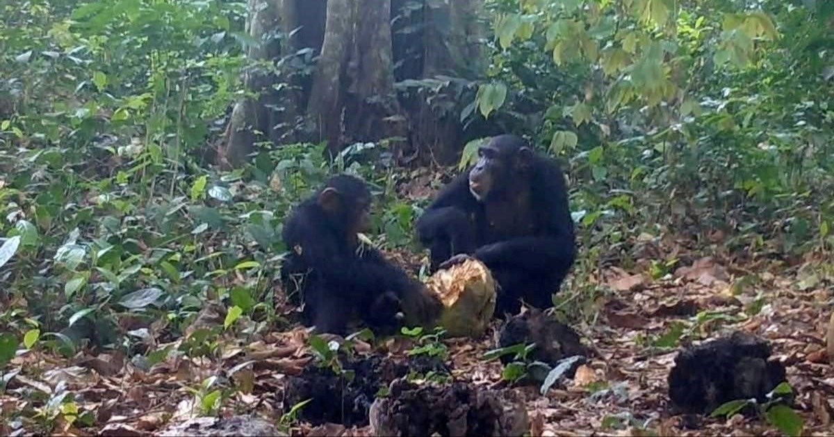 VIDEO Znanstvenici snimili čimpanze kako se druže uz alkoholno voće