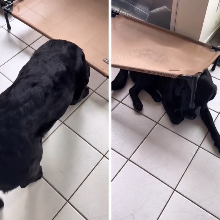 Vlasnici labradoru kupili krevet. On ga odlučio "koristiti" na svoj način