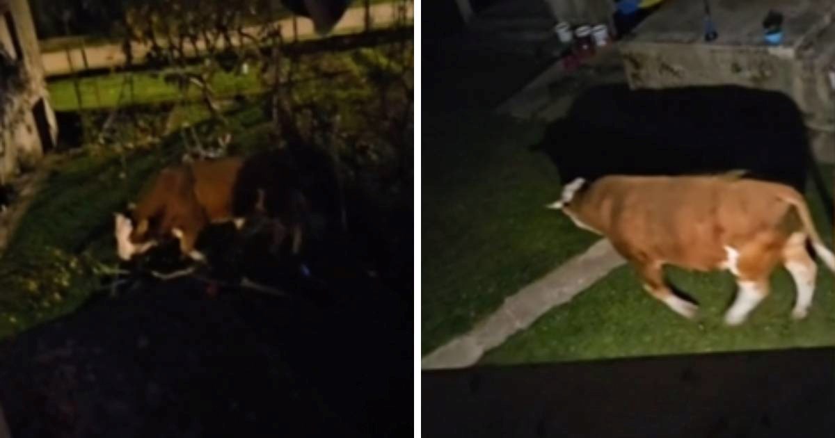 Bik mjesecima luta Gračacom, ulazi u dvorišta... "Ta rika kao da je iz pakla"