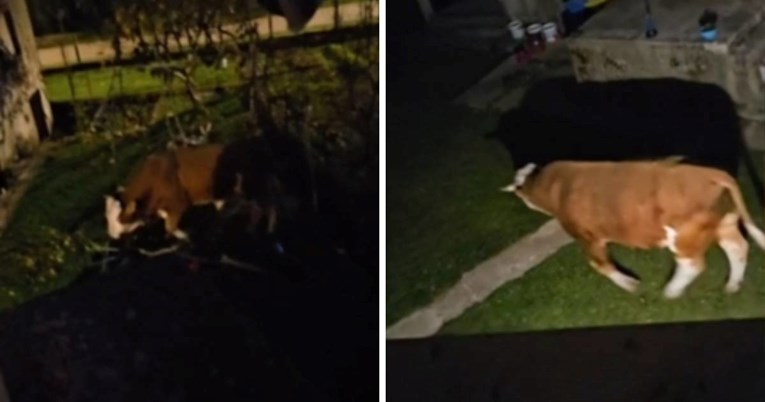 Bik luta Gračacom, ulazi u dvorišta, mještani u strahu. "Ta rika kao da je iz pakla"