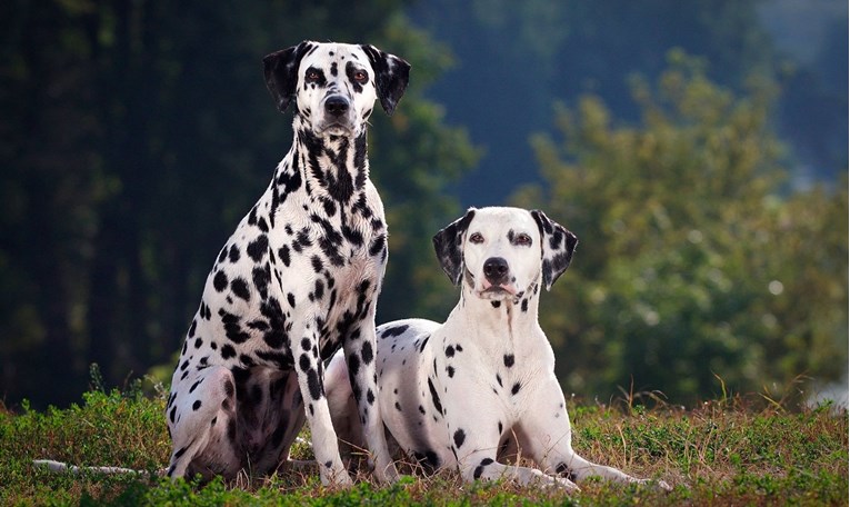 Skupina građana: Umjesto kune na euro stavite psa dalmatinca