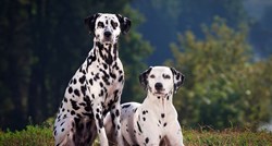 Skupina građana: Umjesto kune na euro stavite psa dalmatinca
