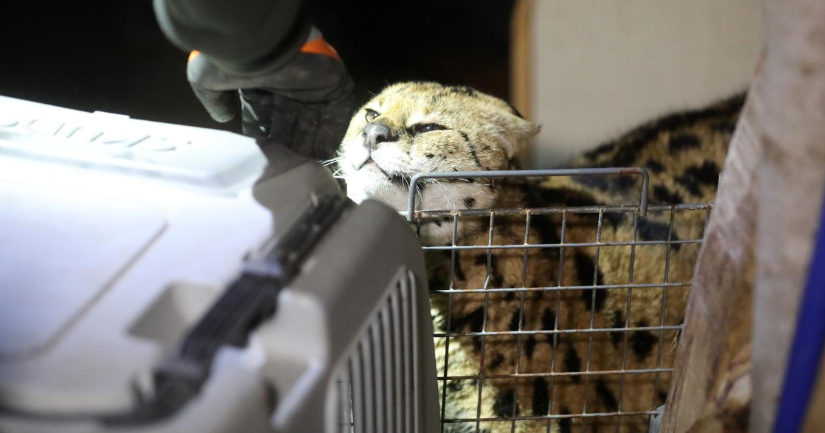 Ženka servala ulovljena u Gorskom kotaru dovedena je u ZOO vrt. U odličnom je stanju