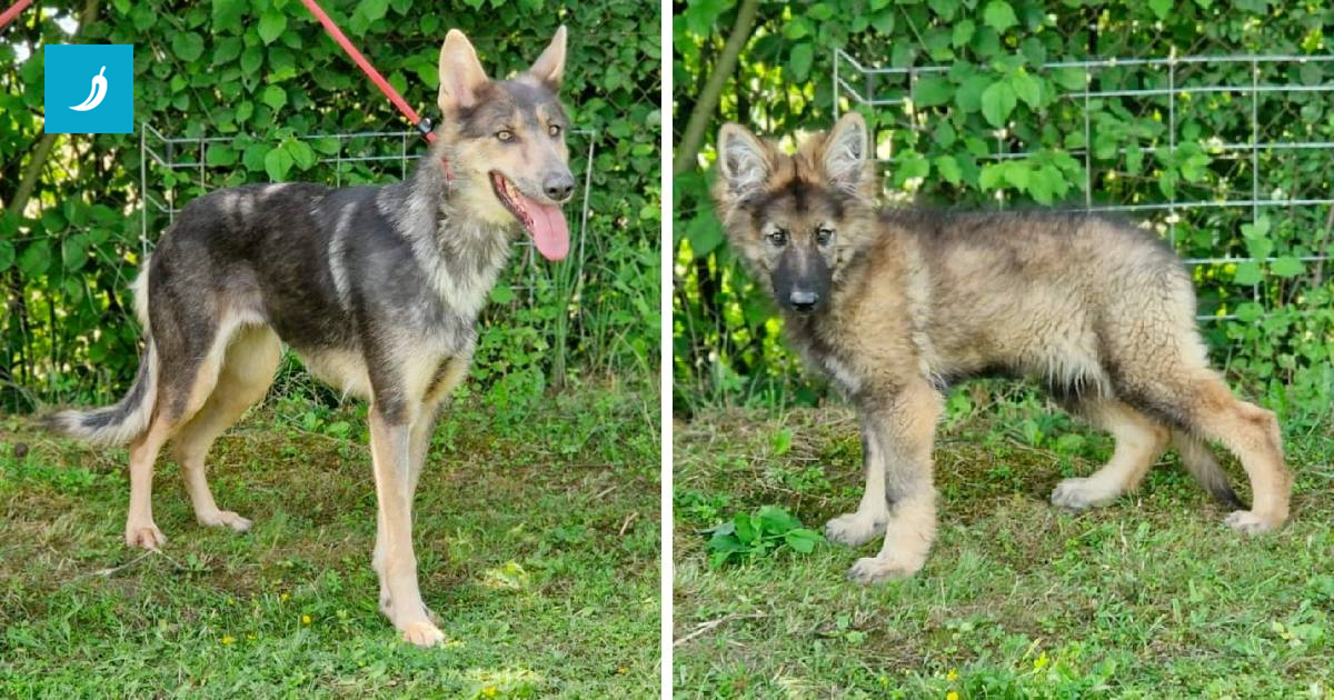 Psi iz kampa užasa u Stobreču ipak nisu vukovi