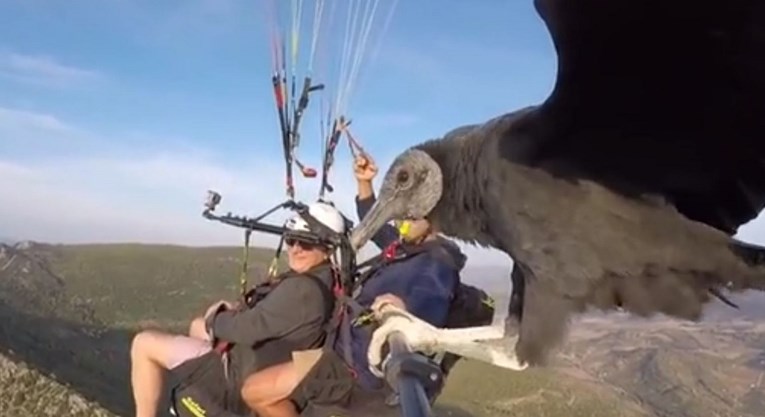 Nevjerojatna snimka: Dvojici paraglajdera lešinar sletio na selfie štap