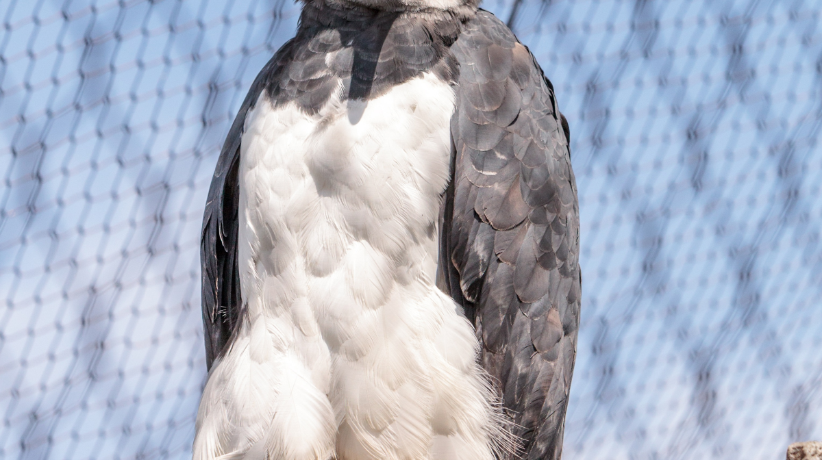 Fotke najveće vrste orlova prestravile internet: "Izgleda kao čovjek u kostimu"