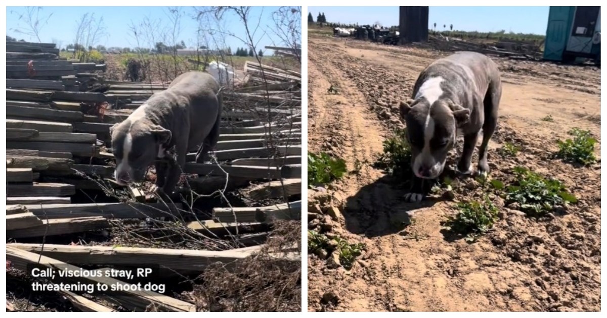 Policajka dobila dojavu o agresivnom psu lutalici, pogledajte tko ju je dočekao
