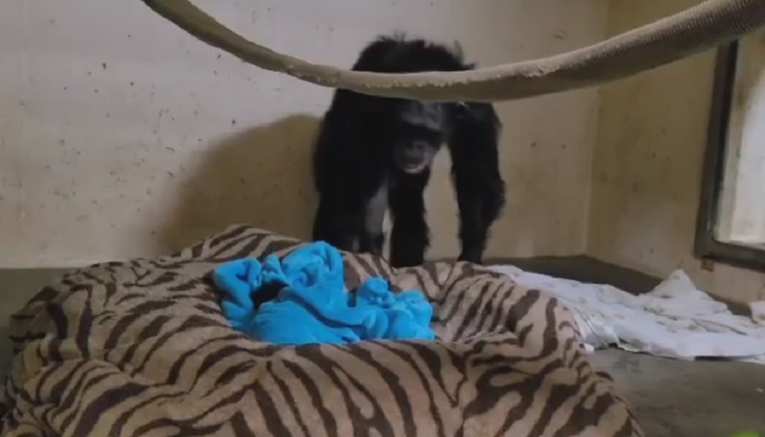 Mami čimpanzi prvi put donijeli bebu. Njezina reakcija postala je hit na Instagramu