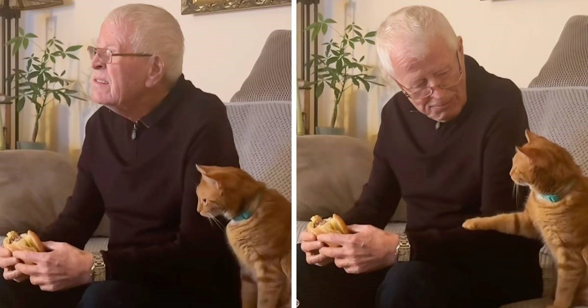 Preslatka mačka koja vrlo pristojno traži malo hrani izmamit će vam osmijeh na lice