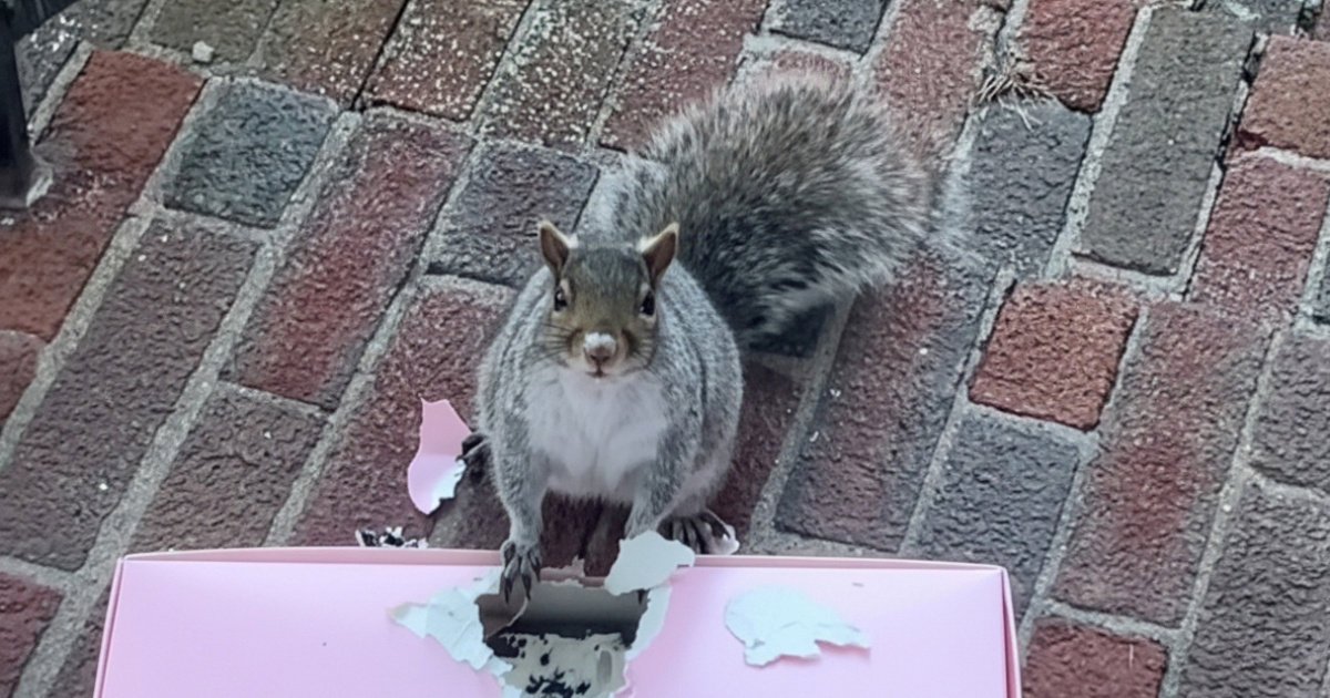 Drska vjeverica ukrala rođendanske kolačiće, dokaz na njušci nije mogla sakriti