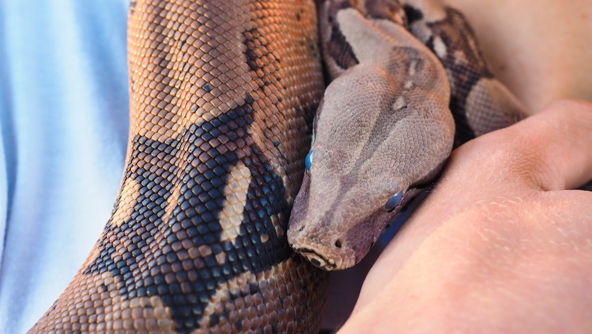 U zagrebačke kafiće dolazio s ogromnom zmijom oko vrata. Osuđen je