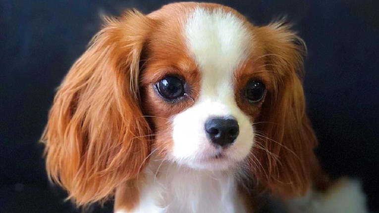 Malena Nessa definitivno je najslađi pas Instagrama