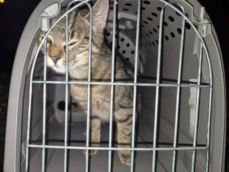 Mačak se u zagrebačkoj Dubravi popeo na stup javne rasvjete, spuštali ga vatrogasci