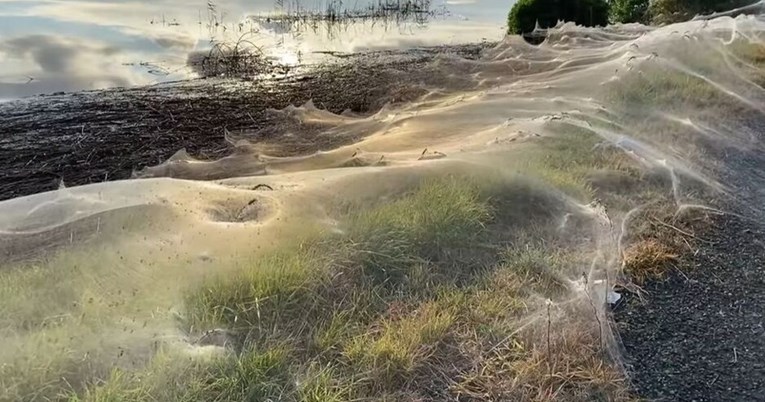 Ogromne paukove mreže ovile gradove, neke su duže od kilometra