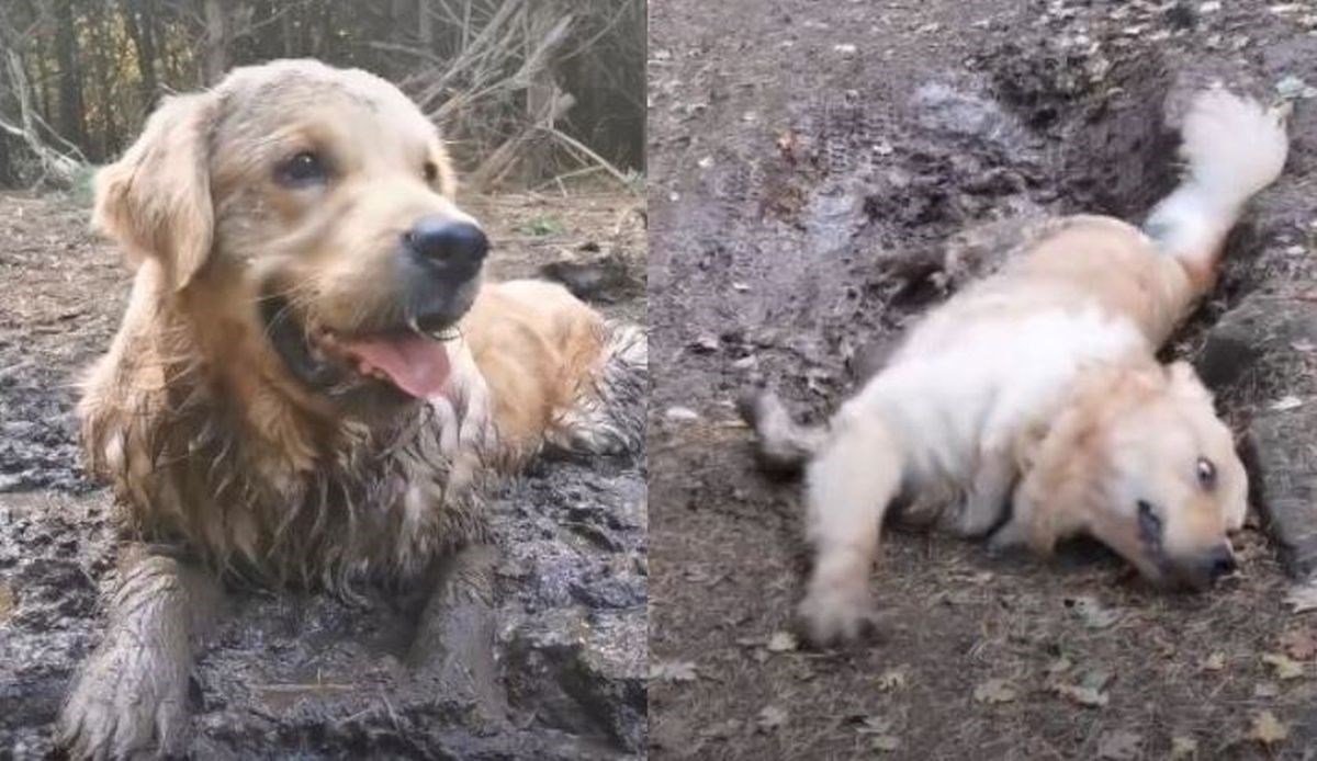 Rekao je zlatnom retriveru da se kloni blata tijekom šetnje, evo kako je to završilo