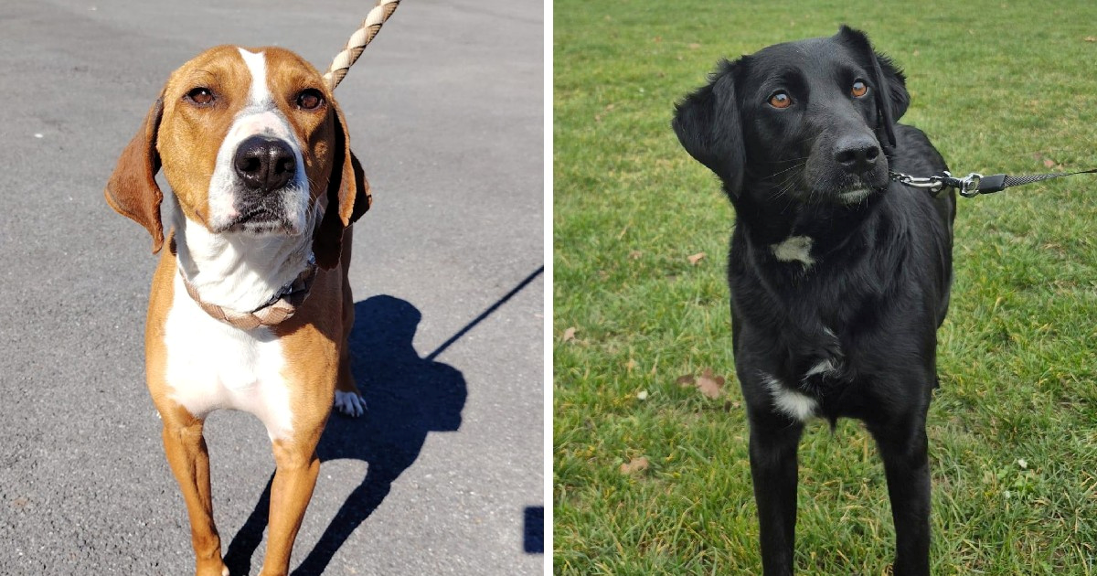 Njuškice diljem Hrvatske traže dom, možda jedna od njih osvoji baš vaše srce