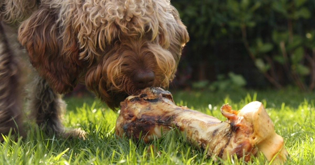 Veterinar: Ovo su najgore kosti koje možete dati psu