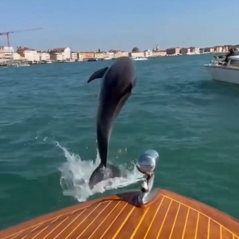 Pokrenuta akcija spašavanja dupina koji živi u Veneciji. "On uopće nema straha"