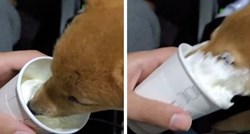Shiba inu prvi put probao cappuccino za pse pa napravio nered