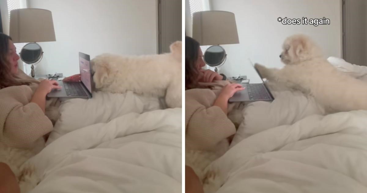 Pas odlučio vlasnici dati do znanja da je gotova s poslom. Nasmijat će vas ponašanjem