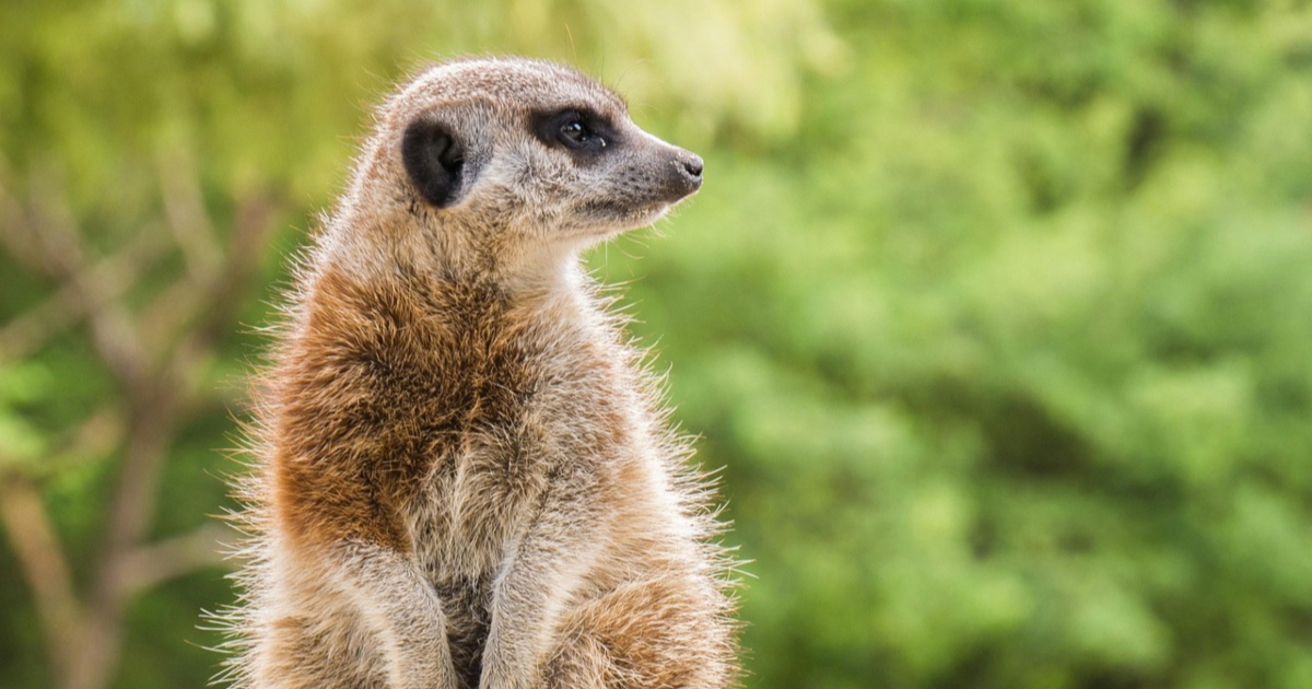 Ljudi su vjerniji od &#x10D;impanza, ali nisu najmonogamnija bi&#x107;a. Evo tko ih je prestigao