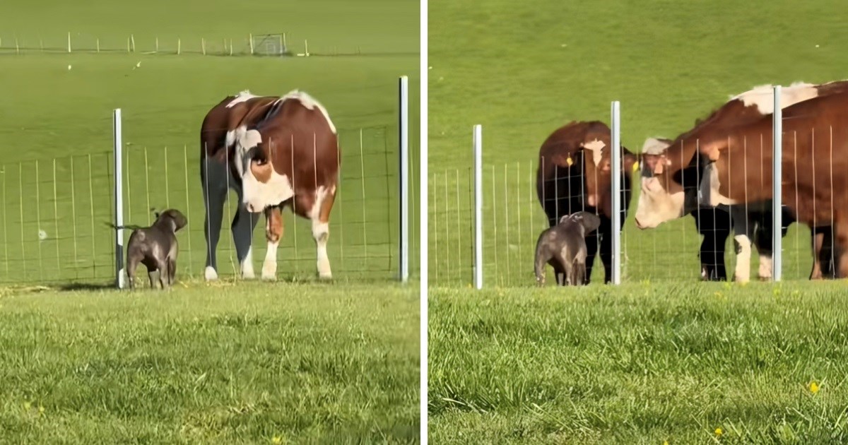 Ženka stafordskog bull terijera obožava krave. Pogledajte veselje kada ih vidi vani
