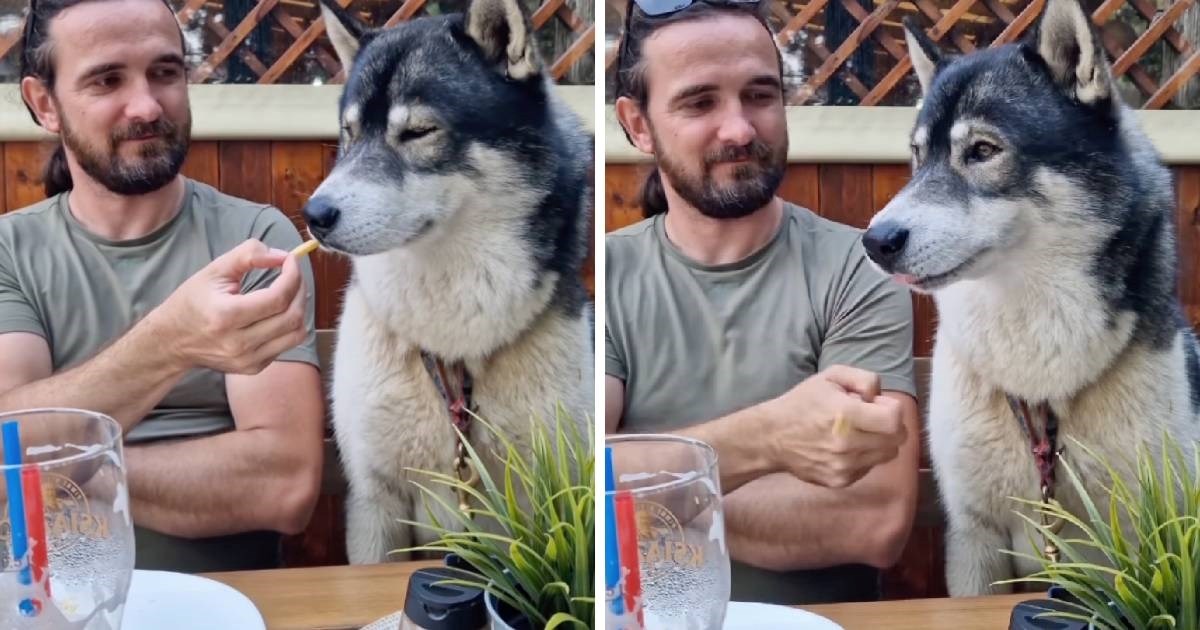 Reakcija ovog haskija na pomfrit je sve što danas trebate vidjeti