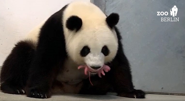 Velika panda Meng Meng na svijet donijela blizance