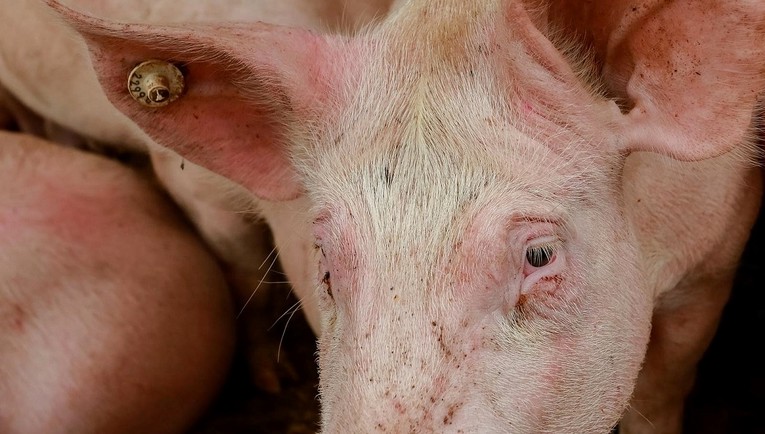 Afrička svinjska kuga nastavlja se širiti u Osječko-baranjskoj županiji