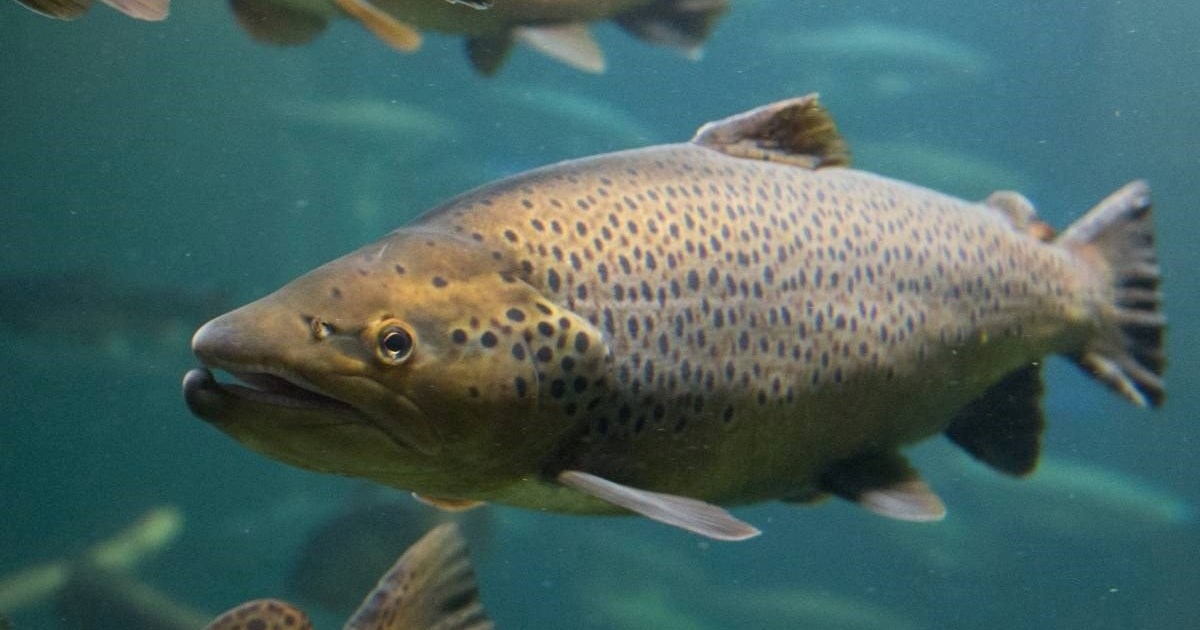 Tijekom oluje pukla mreža, 300 lososa pobjeglo u Jadran. Kakve će biti posljedice?