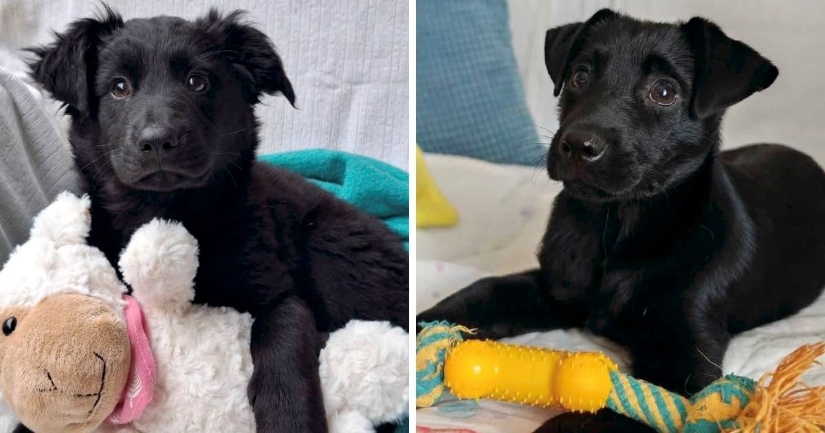 Tko bi im odolio? Preslatke sestrice Nyx i Lisa traže odgovorne udomitelje