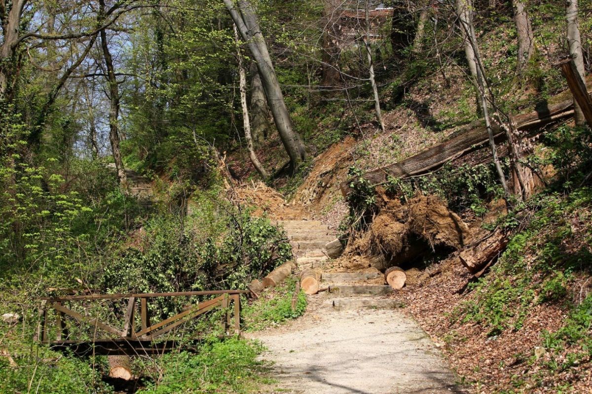 Sabor danas raspravlja o očuvanju šuma