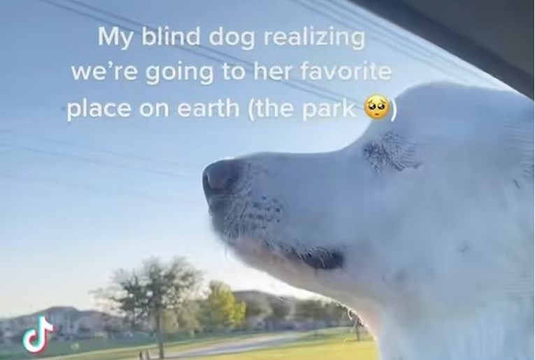 Slijepa kujica shvatila da je vode u pseći park. Reakcija će vam uljepšati dan