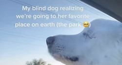 Slijepa kujica shvatila da je vode u pseći park. Reakcija će vam uljepšati dan
