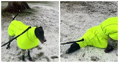 VIDEO Udomljeni pas prvi put ugledao snijeg, njegova reakcija je sve