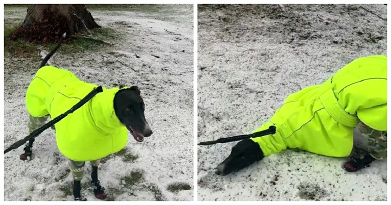 VIDEO Udomljeni pas prvi put ugledao snijeg, njegova reakcija je sve