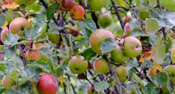 Proizvodnja voća u Hrvatskoj opada: "Na granici smo samodostatnosti"