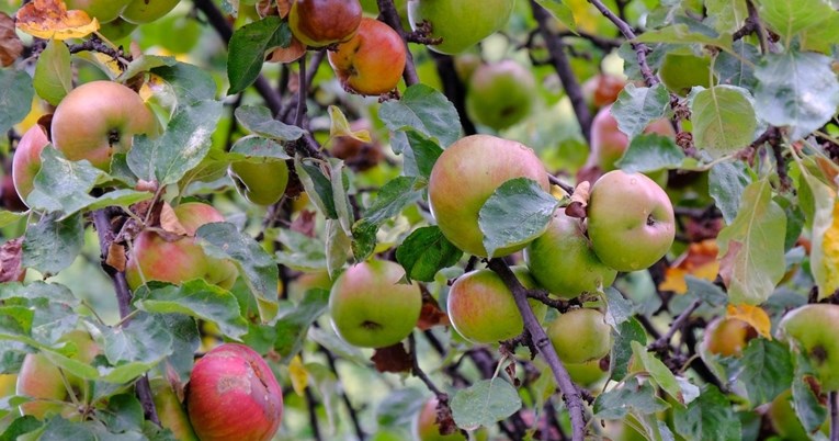 U Hrvatskoj proizvedeno oko 65 tisuća tona jabuka, još će se toliko morati uvesti