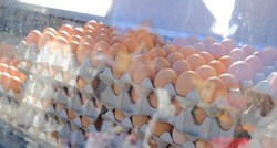 U Hrvatskoj lani pala proizvodnja svinja, kravljeg mlijeka i kokošjih jaja