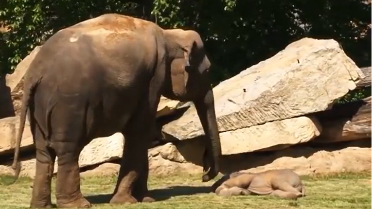 Slonica nije mogla probuditi mladunče pa joj pomogli zaštitari zooa. Video je hit