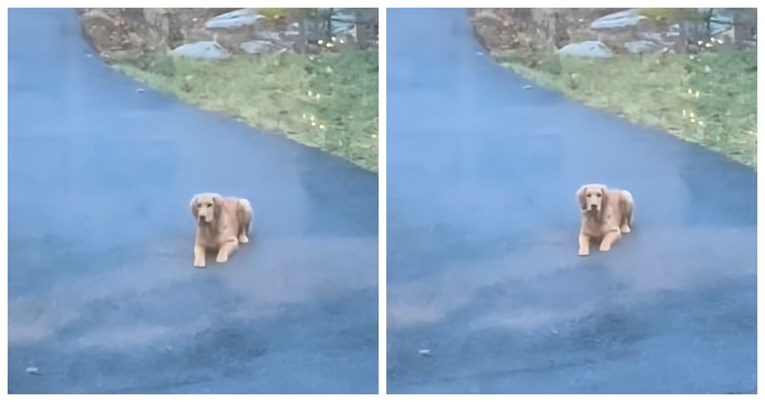 Pas koji misli da je nevidljiv pokušava se igrati skrivača, video je hit