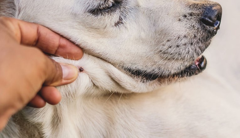 Kako prepoznati simptome piroplazmoze i spasiti psu život