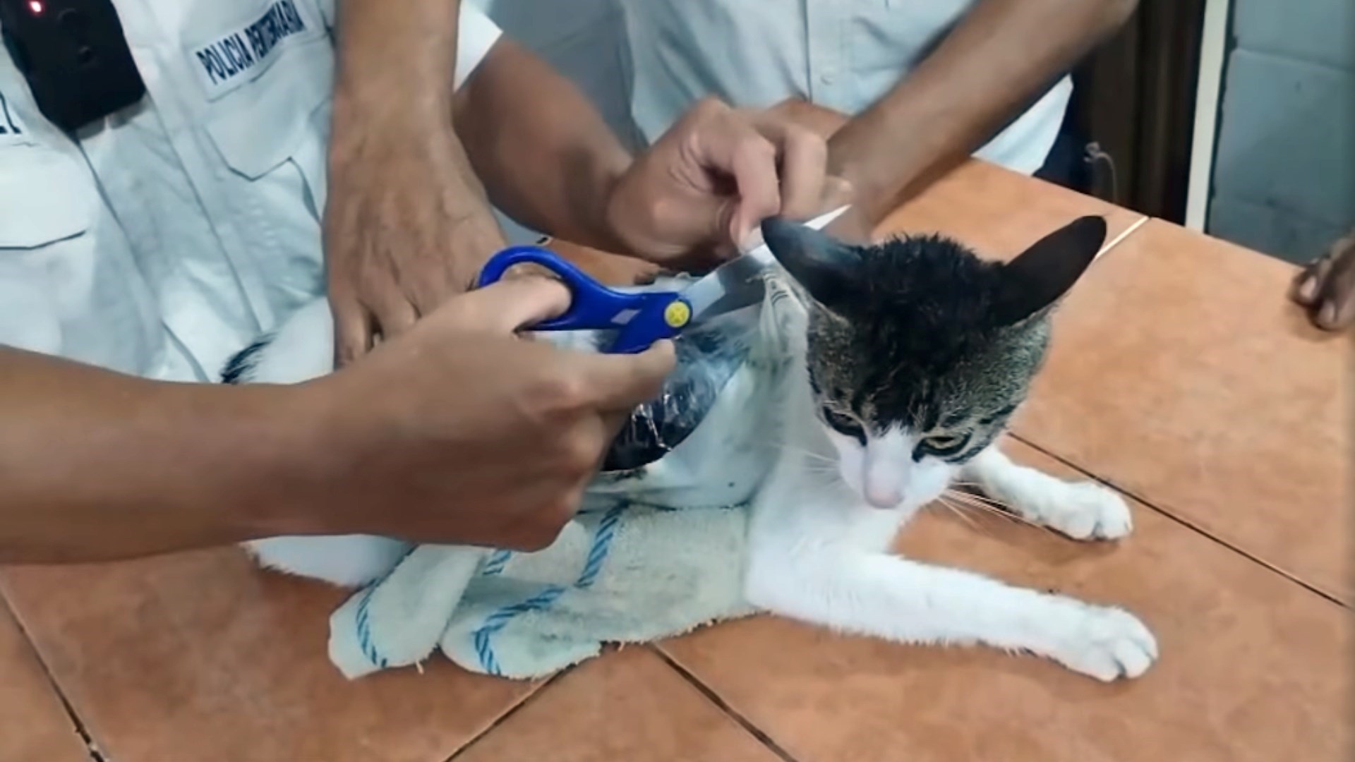 VIDEO U Kostariki uhvatili mačku koja je unosila drogu u zatvor