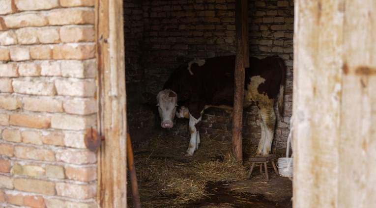 Francuska potvrdila bolest kvrgave kože kod goveda