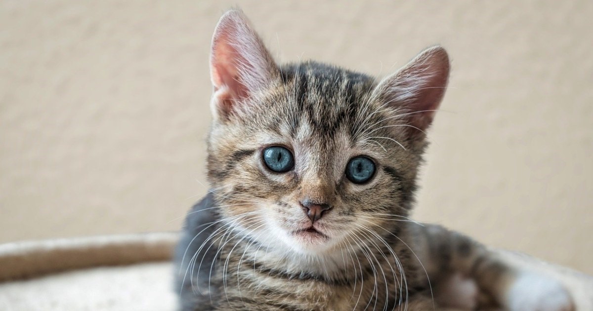 Grad Našice provodi besplatnu kastraciju i sterilizaciju mačaka