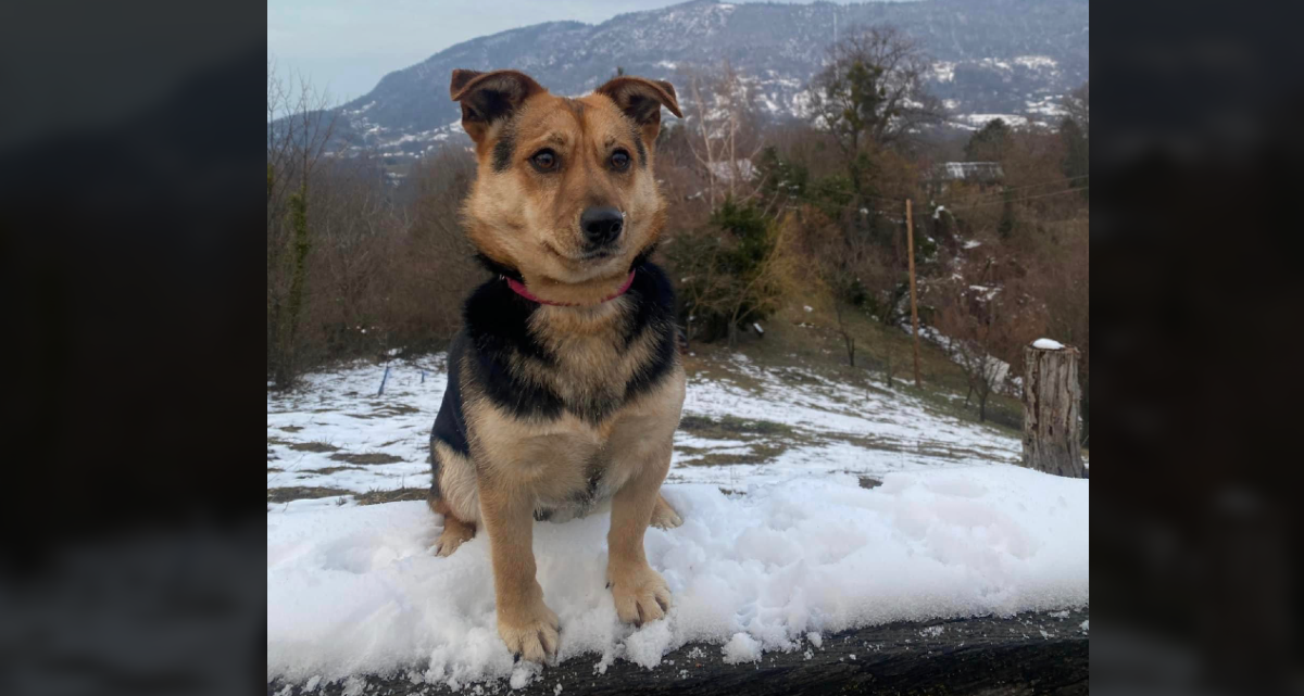 Nestala je kujica Rita. Pomozimo njenoj vlasnici Danijeli da je pronađe