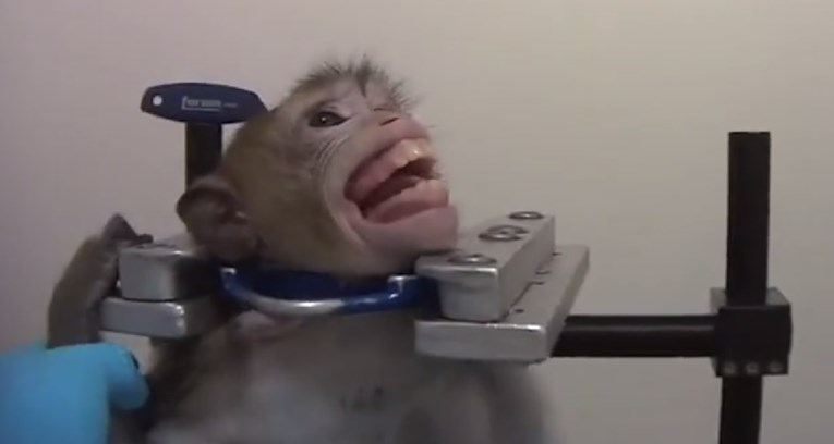 UZNEMIRUJUĆE Tajno snimili okrutno mučenje majmuna, vezani vrište od bolova